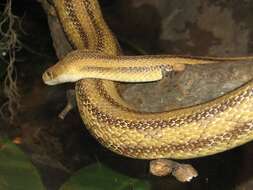 Image of black rat snake