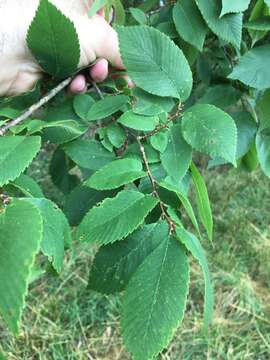 Imagem de Ulmus serotina Sarg.