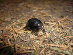 Image of Anoplotrupes