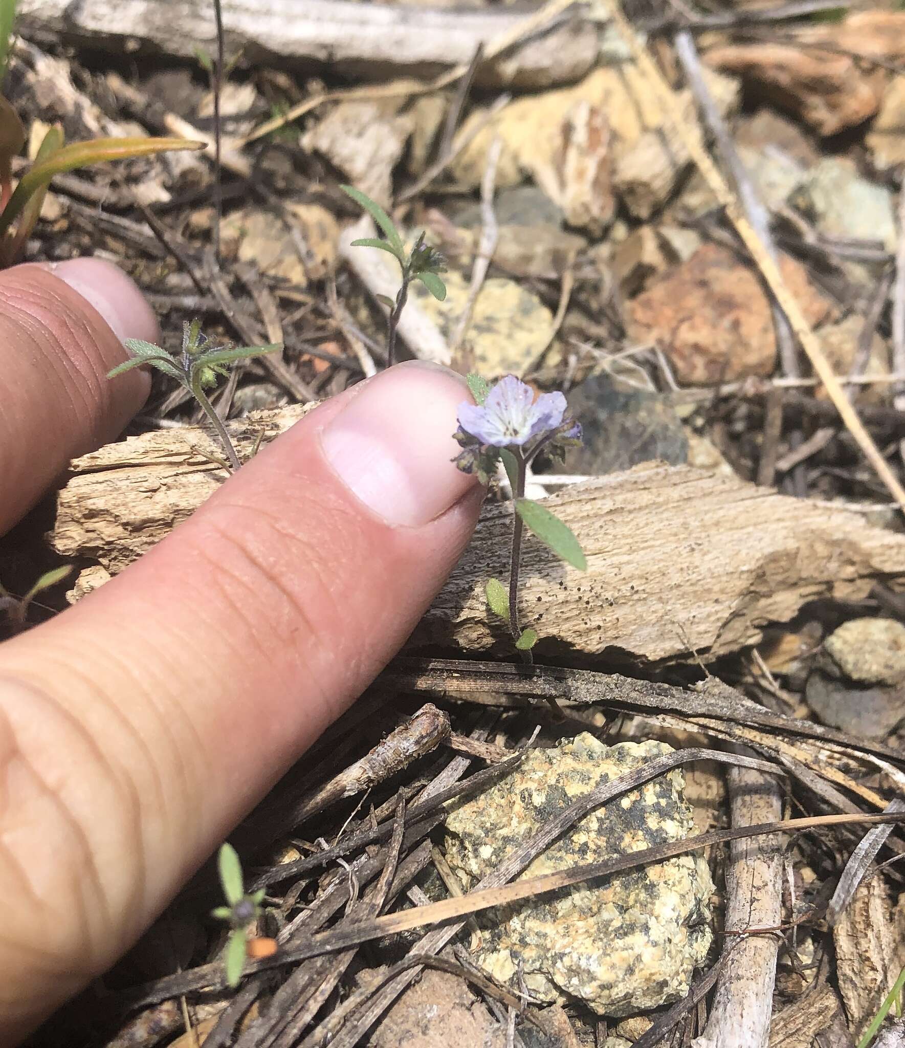 Image de Phacelia pringlei A. Gray