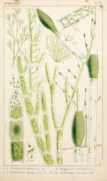 Image of Marimo (or ball seaweed)