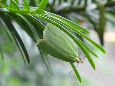 Image of green oak tortrix