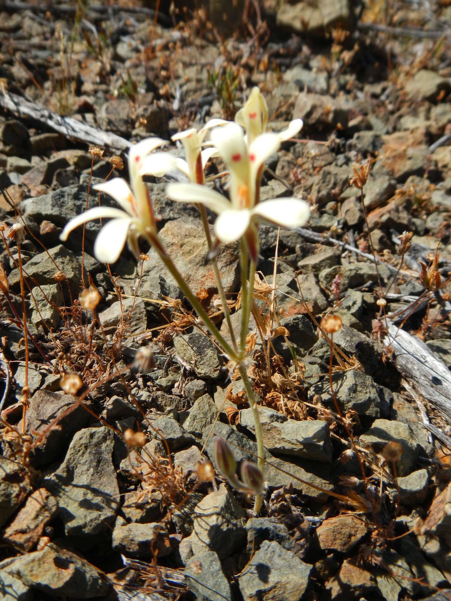 Image of Pelargonium nervifolium Jacq.