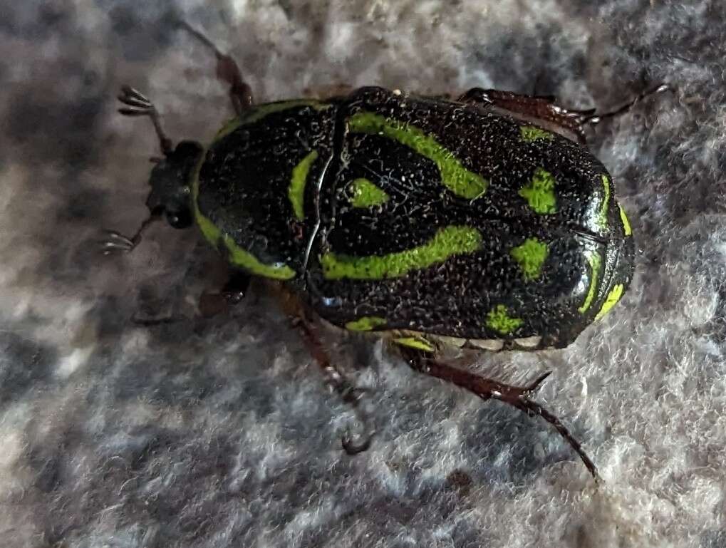 Image of Chlorobapta frontalis (Donovan 1805)