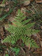 Plancia ëd Athyrium spinulosum (Maxim.) Milde