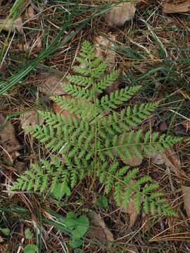 Image of Athyrium spinulosum (Maxim.) Milde