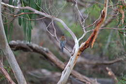 Image of Spinebill