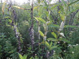 Image of rope dodder