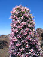 Image of Echium wildpretii H. H. W. Pearson ex Hook. fil.