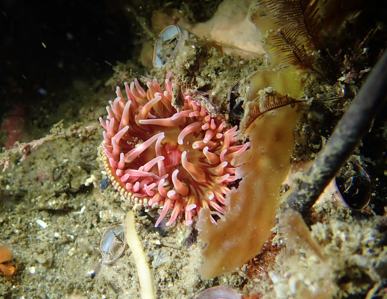 Image of McPeak anemone