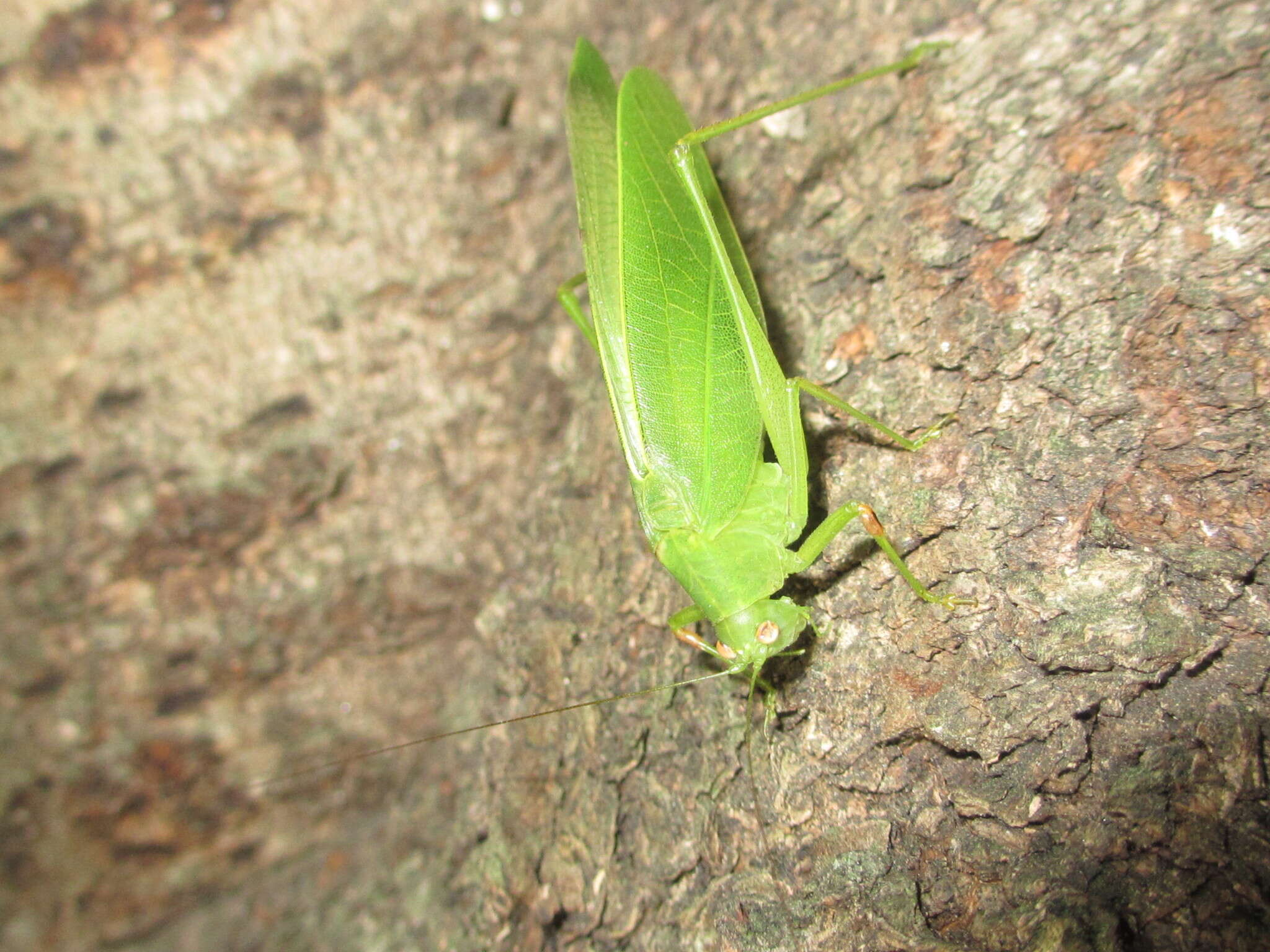 Image de Phaulula macilenta Ichikawa 2004