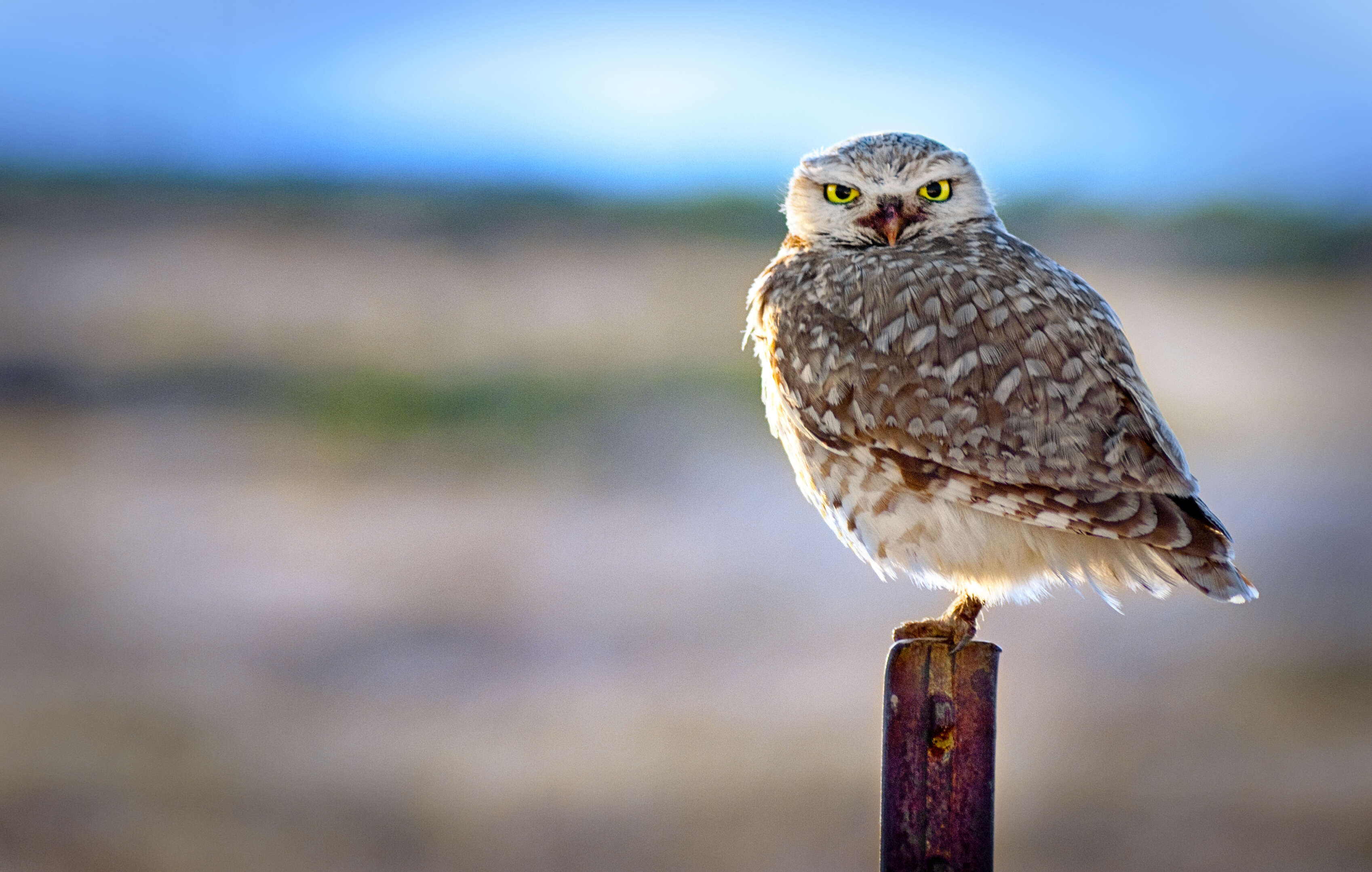 Image of Burrowing Owl