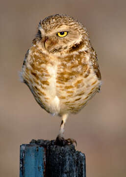 Image of Burrowing Owl