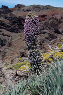 Image of Echium wildpretii H. H. W. Pearson ex Hook. fil.