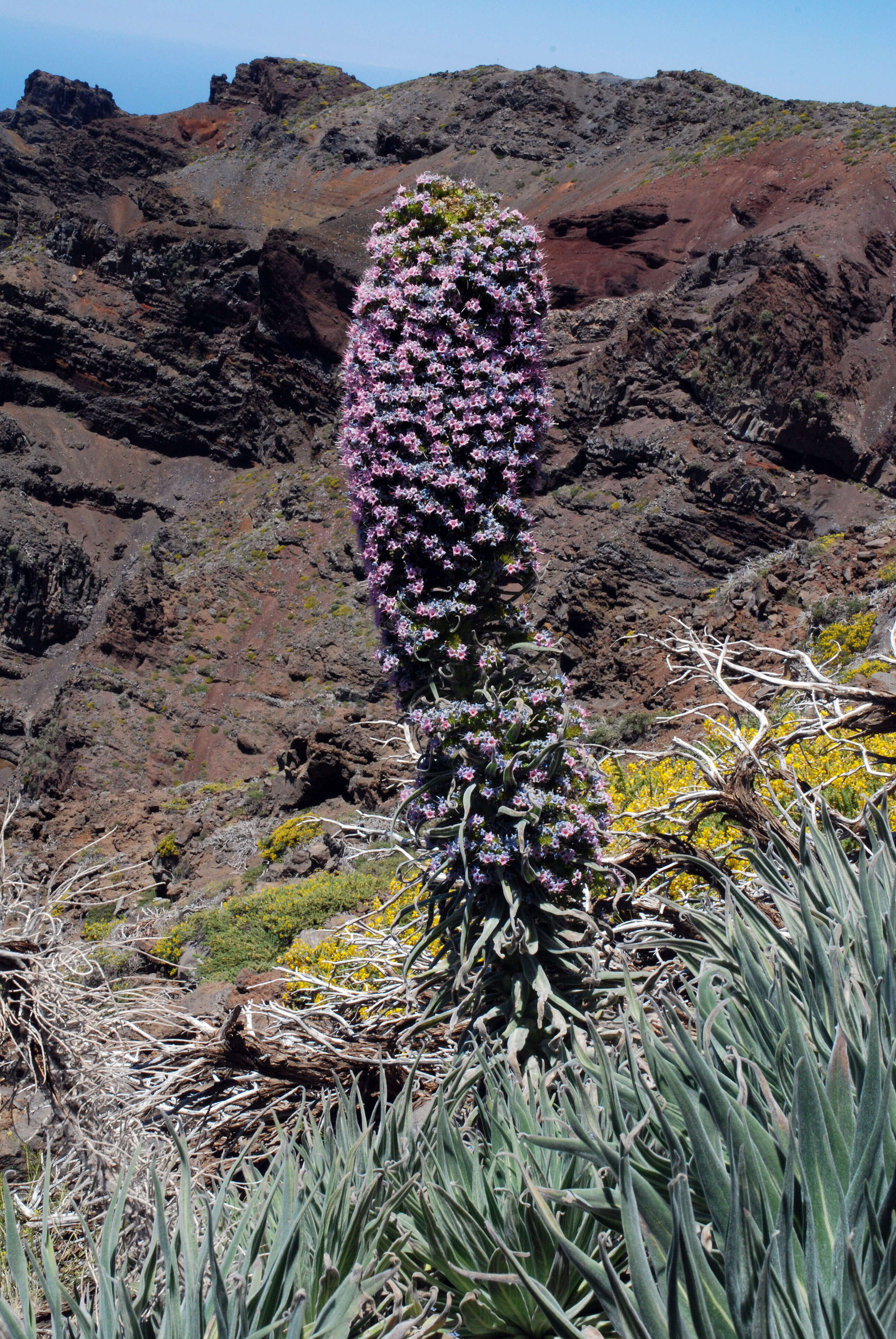 Image of Echium wildpretii H. H. W. Pearson ex Hook. fil.