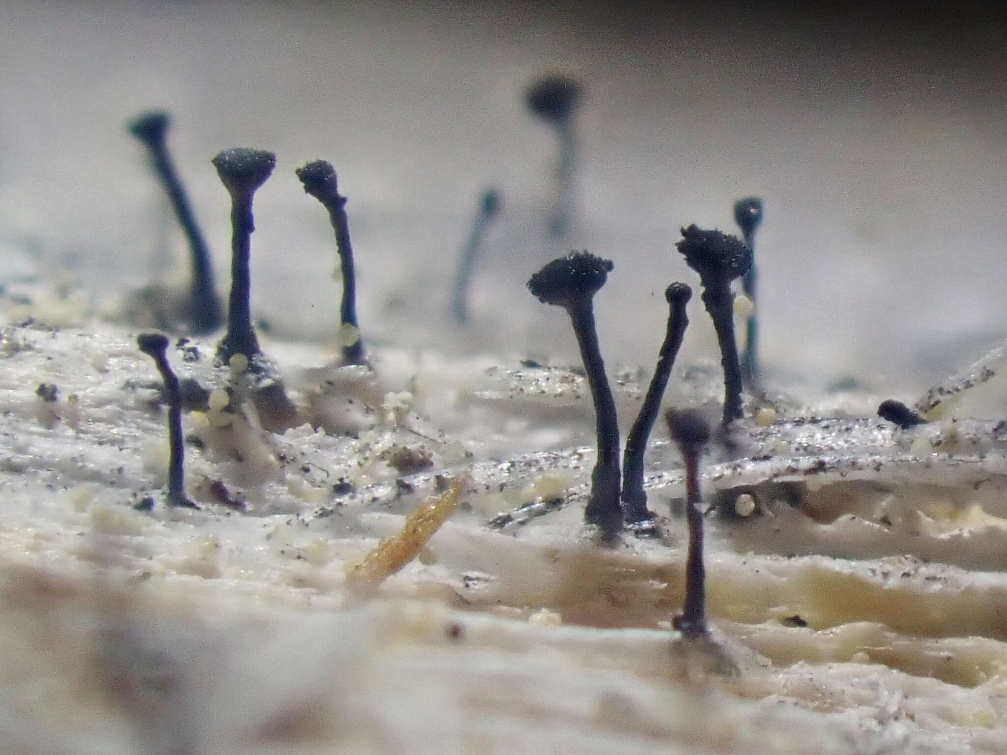 Image of mycocalicium lichen