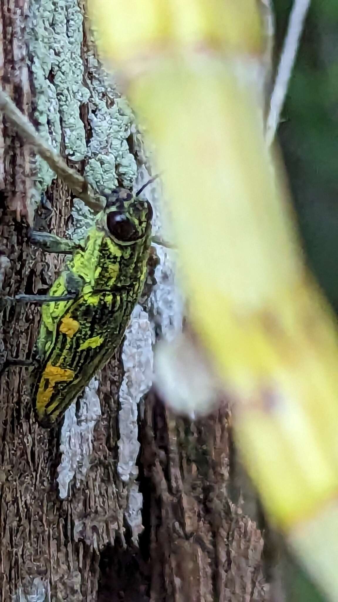 Sivun Austrochalcophora kuva