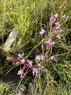 صورة Disa oreophila Bolus