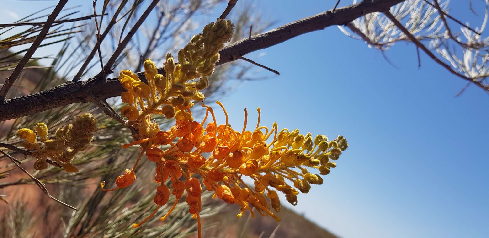 Image of Grevillea juncifolia Hook.