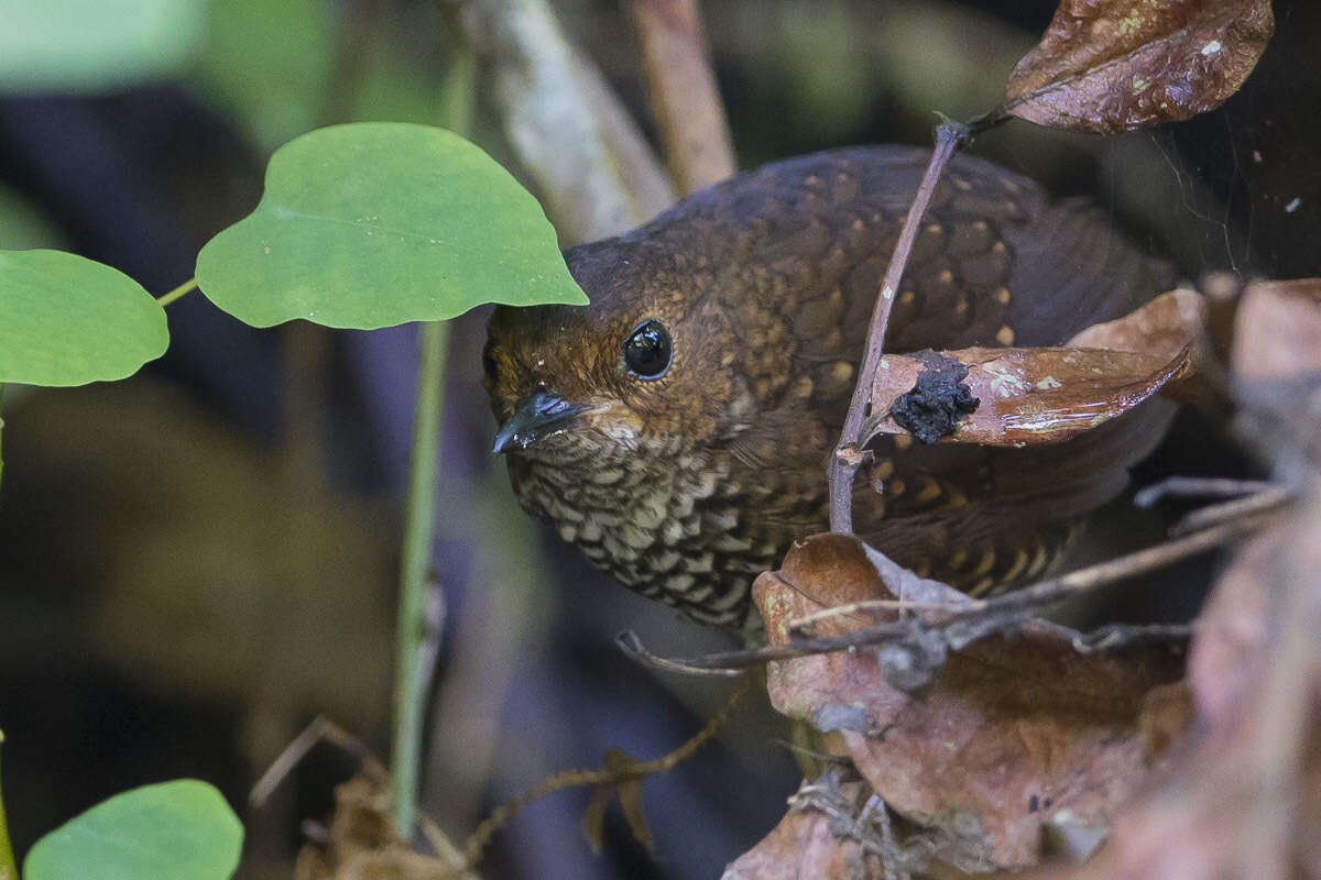 Image of Pygmy Cupwing