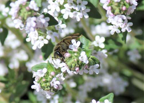 Image of Halictus farinosus Smith 1853