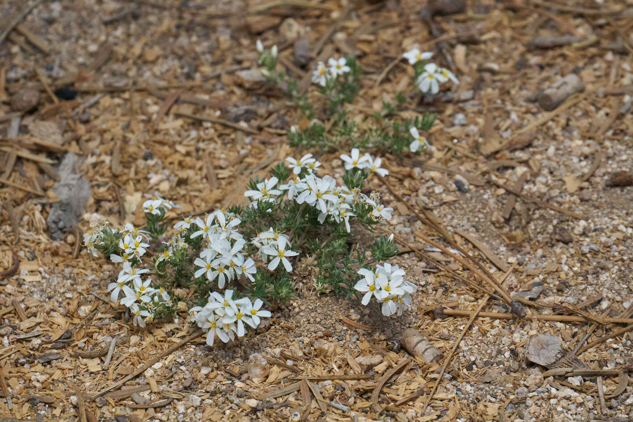 Image of Leptosiphon melingii (Wiggins) J. M. Porter & L. A. Johnson