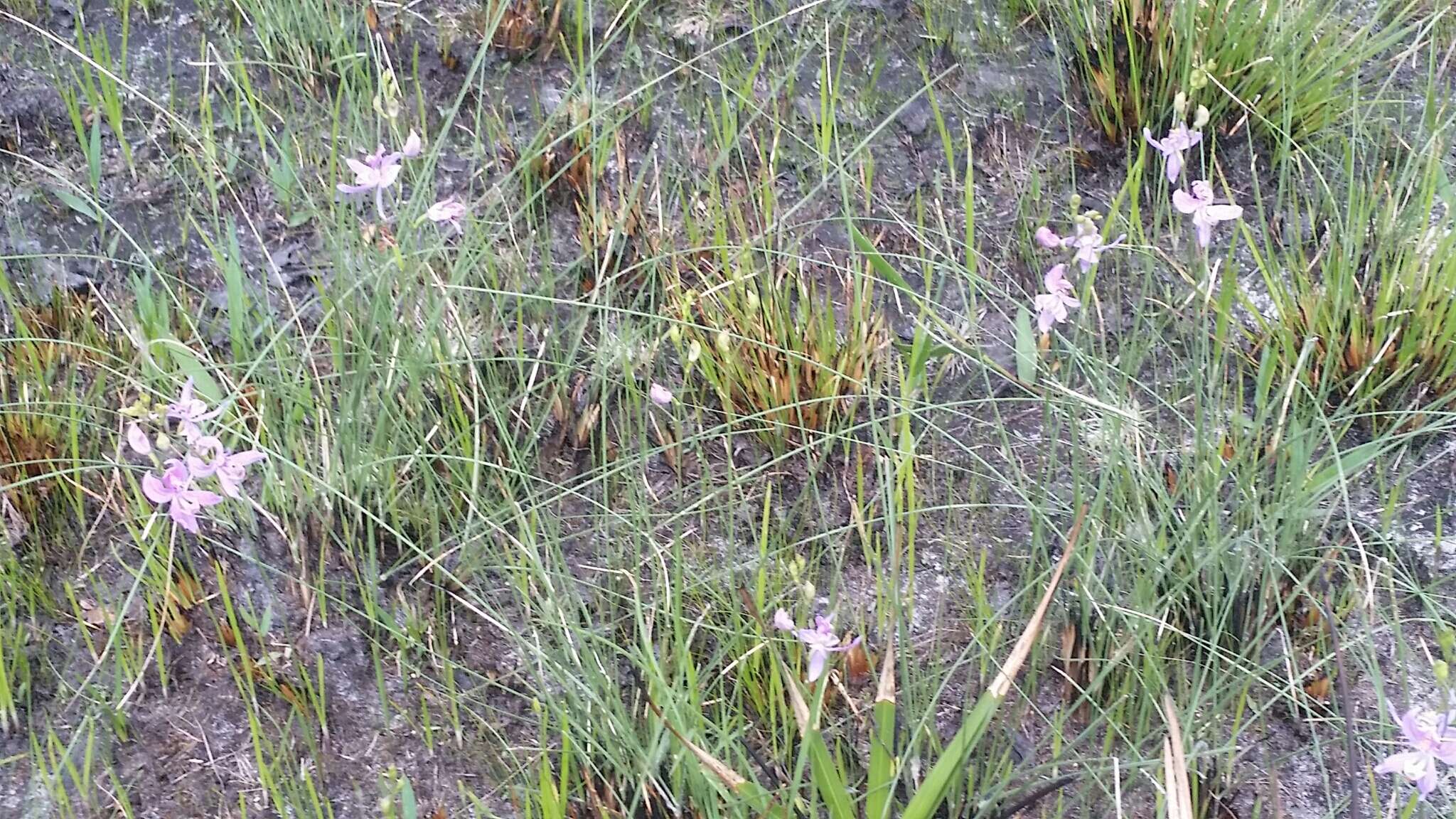 Calopogon pallidus Chapm.的圖片