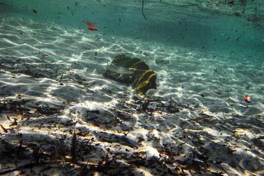 Image of Yellowfin whiting