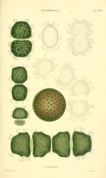 Image of Xanthidium