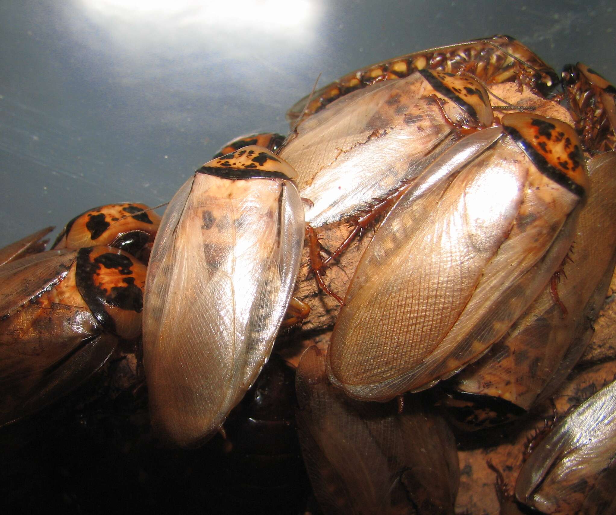 Image of Eublaberus distanti (Kirby & W. F. 1903)