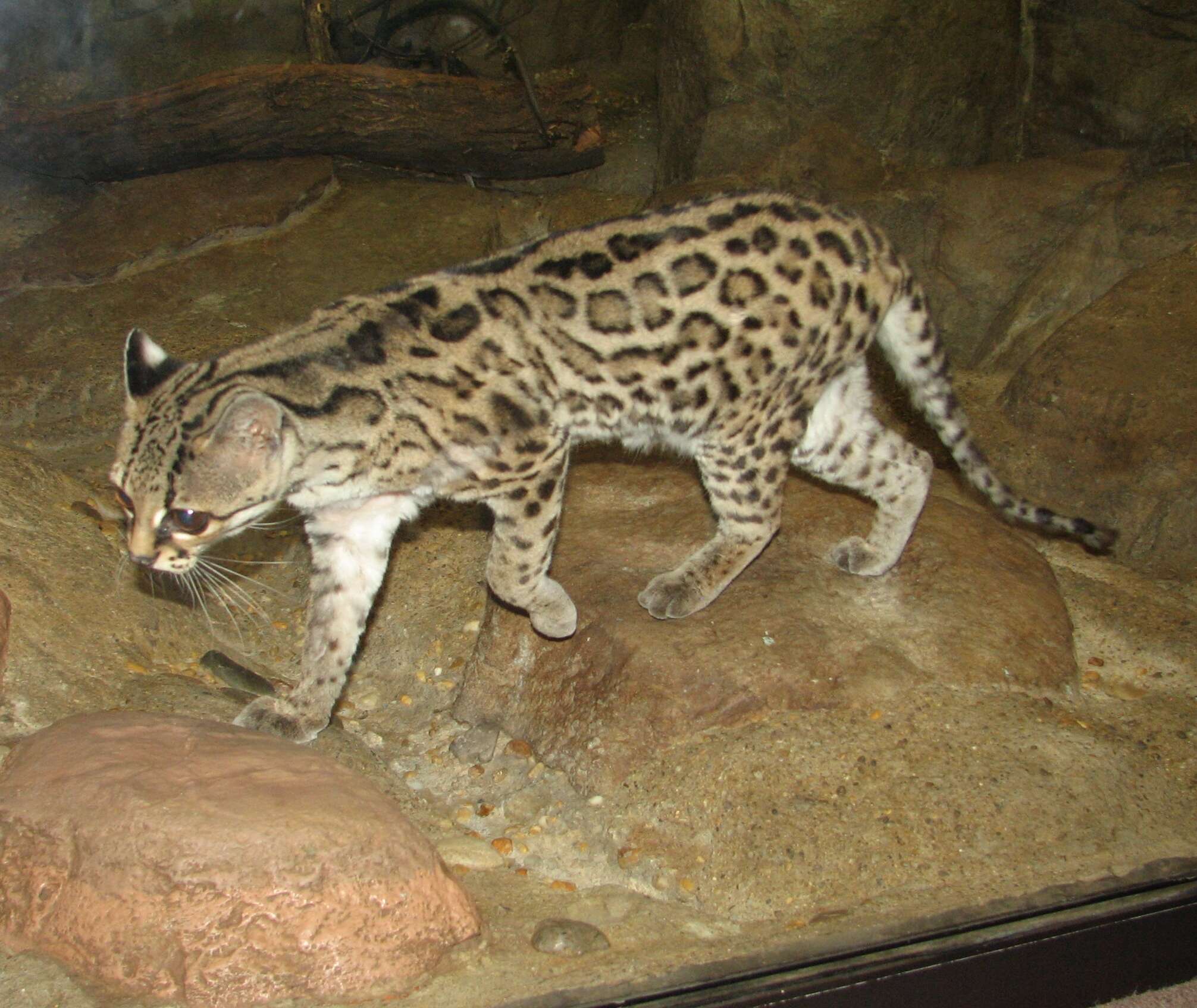 Image of Margay