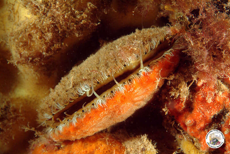 Image of variegated scallop