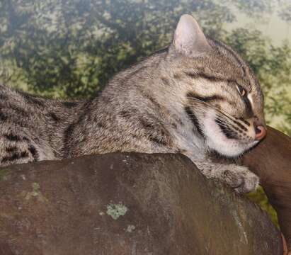 Image de Chat Pêcheur