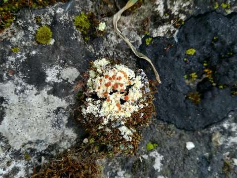 صورة Fulgensia fulgens (Sw.) Elenkin