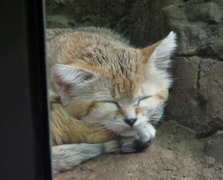 Image of Sand Cat