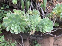 Image of Aeonium percarneum (Murray) J. Pitard & L. Proust