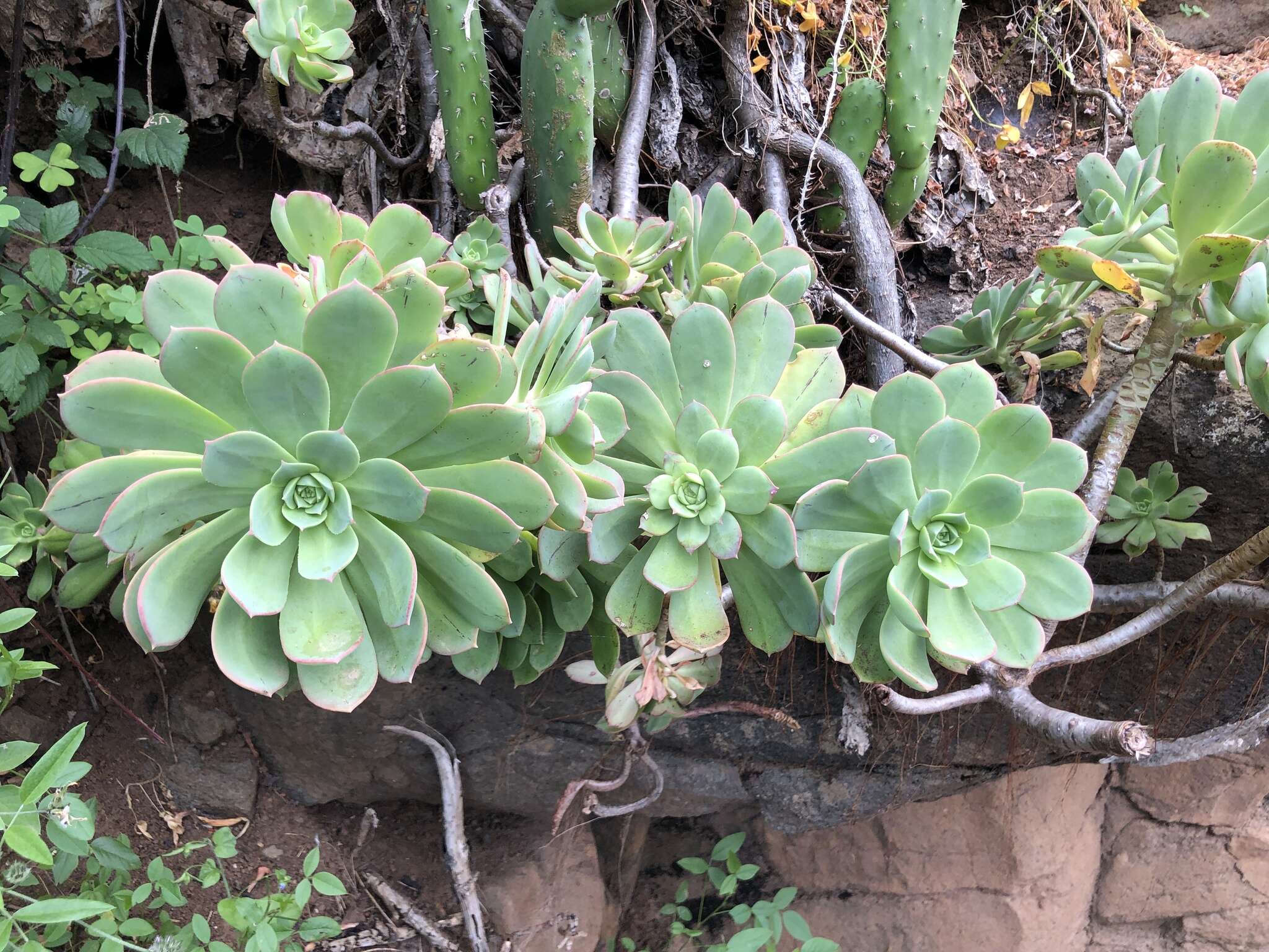 Image of Aeonium percarneum (Murray) J. Pitard & L. Proust