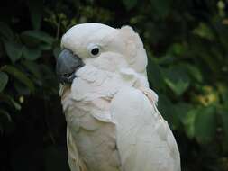 Image of Moluccan Cockatoo