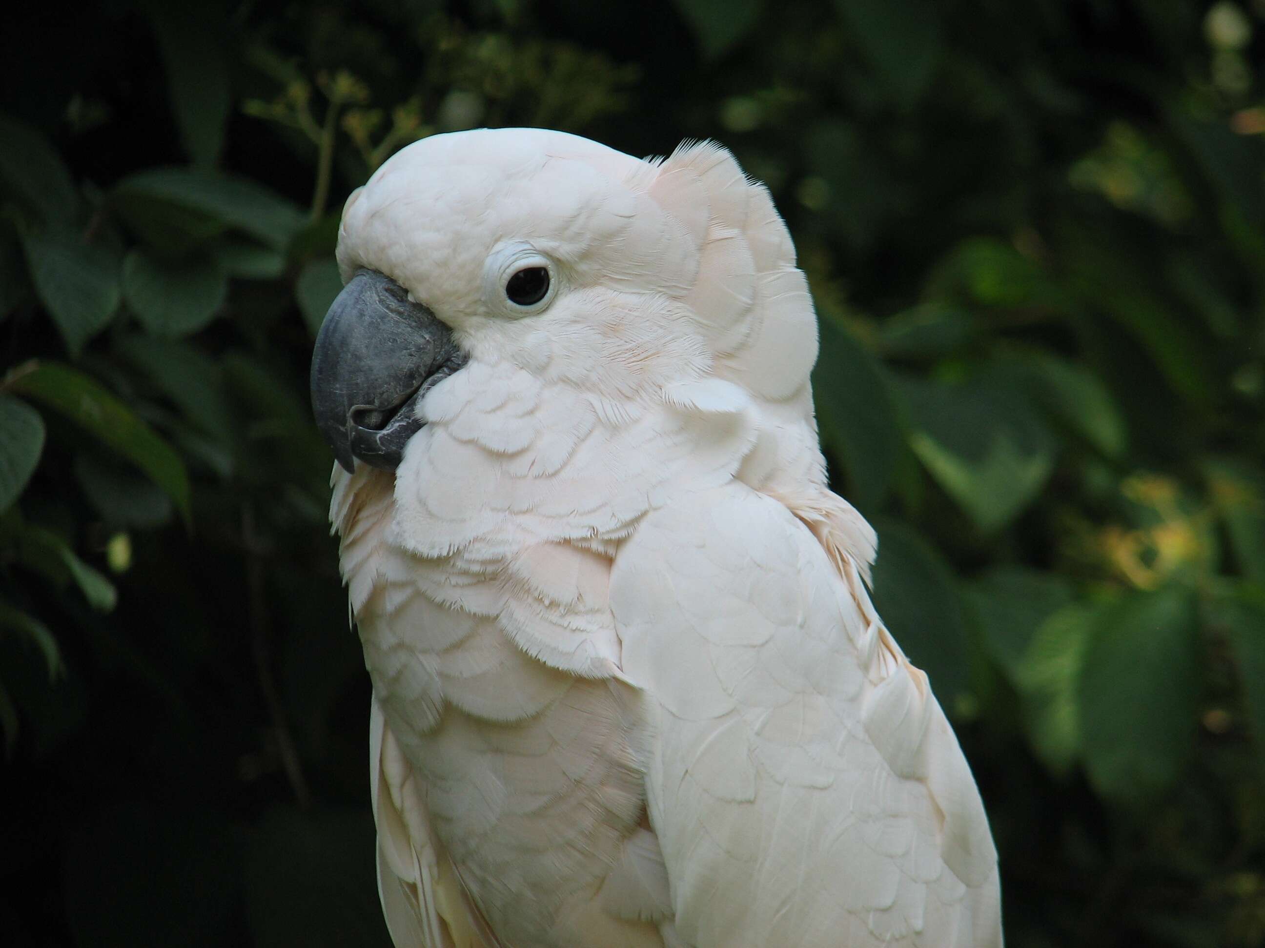 Image of Moluccan Cockatoo