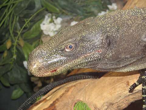 Image of Crocodile Monitor