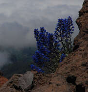 Слика од Echium gentianoides Webb ex Coincy