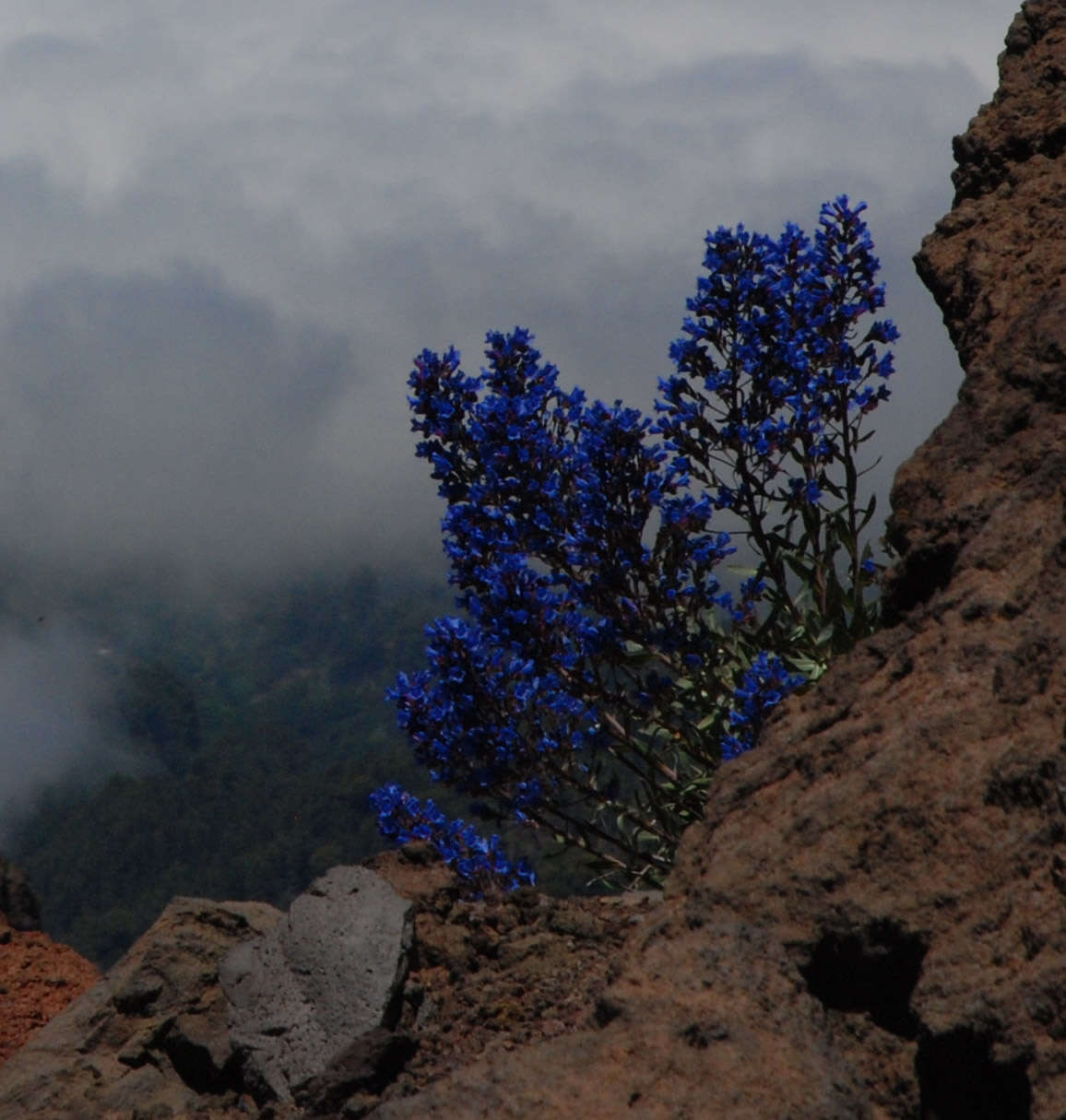 Echium gentianoides Webb ex Coincy的圖片