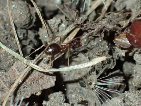 Image of False Honey Ant