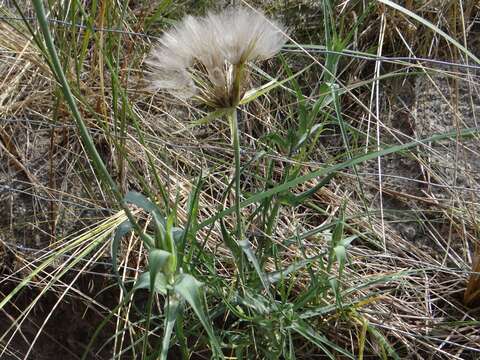 Image of yellow salsify