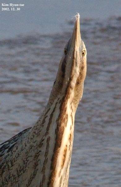 Image of great bittern, bittern