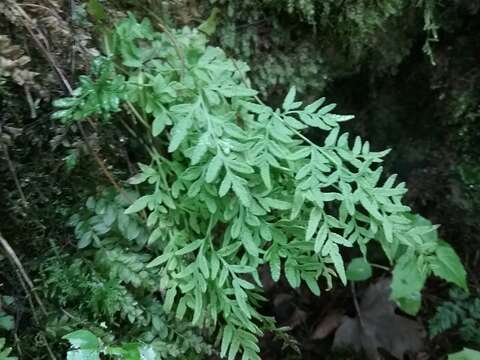 Sivun Cryptogramma stelleri (Gmel.) Prantl kuva