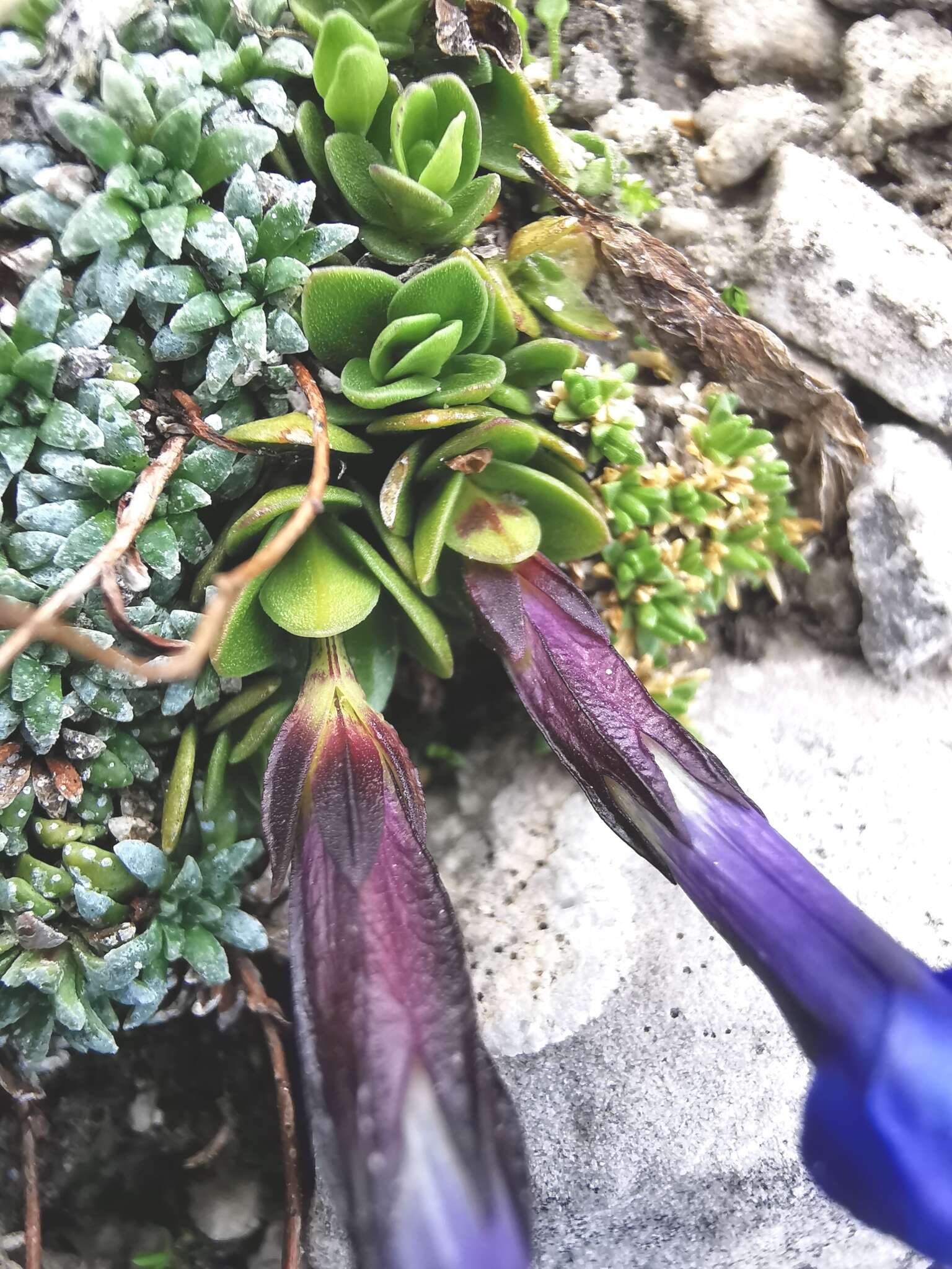 صورة Gentiana brachyphylla subsp. favratii (Rittener) Tutin