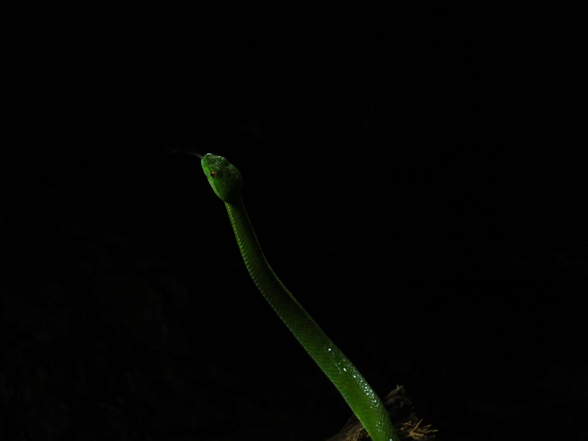 Image of Trimeresurus rubeus (Malhotra, Thorpe, Mrinalini & Stuart 2011)