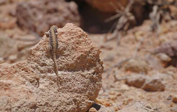 Image of Fox’s lizard