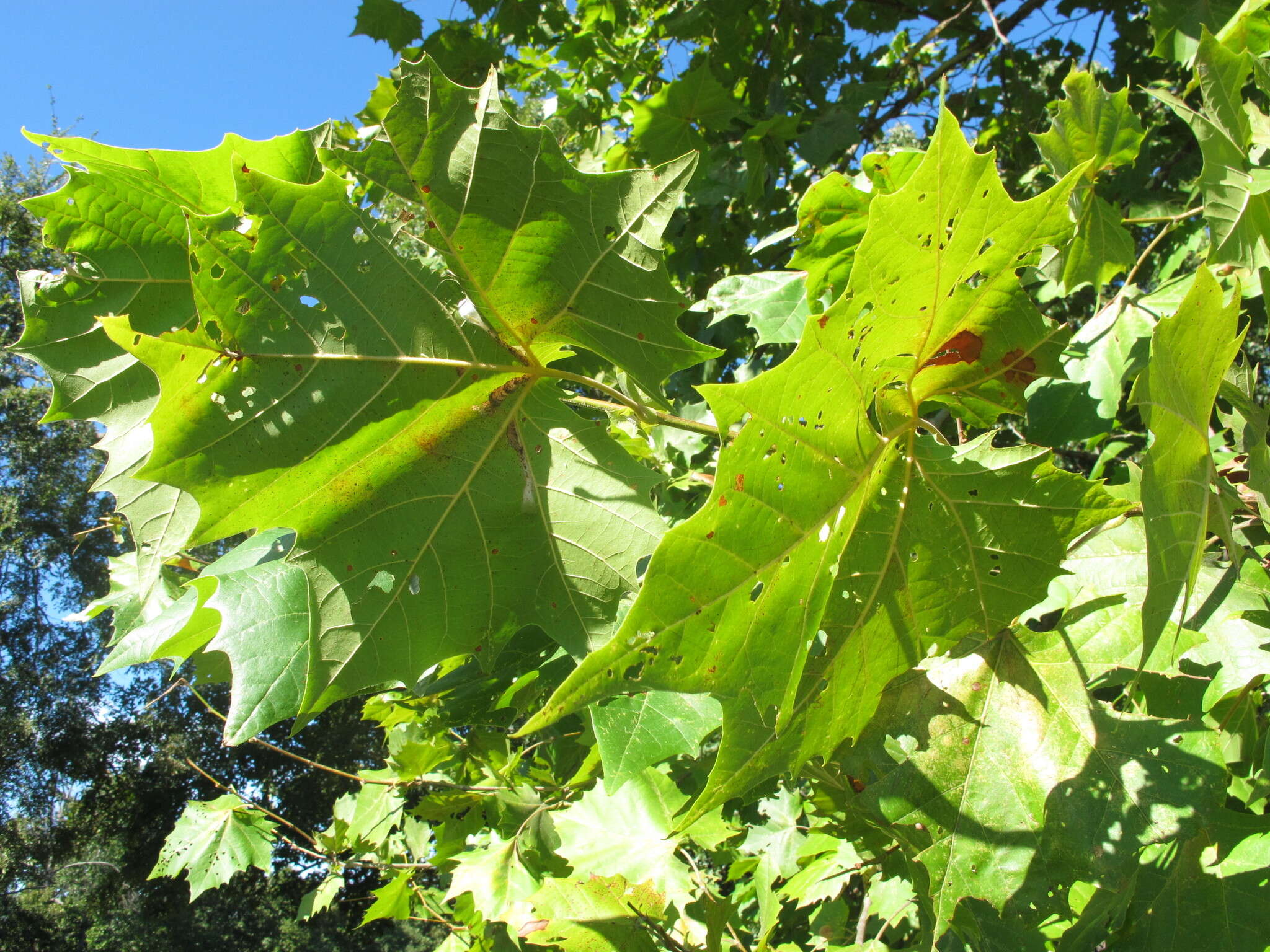 Image of American sycamore